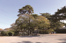 [한국의 보호수-①경상북도편] 영덕 괴시리 팽나무(215)