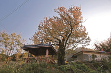 [한국의 보호수-①경상북도편] 영덕 신기리 졸참나무(220)