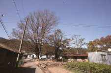 [한국의 보호수-①경상북도편] 영덕 용전리 소태나무(222)