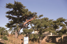 [한국의 보호수-①경상북도편] 영덕 원황리 처진소나무(223)