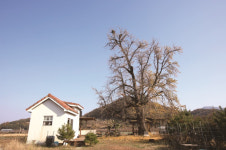 [한국의 보호수-①경상북도편] 청도 신당리 은행나무(230)