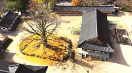 [한국의 보호수-①경상북도편] 청도 신원리 운문사 은행나무(231)