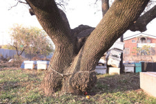 [한국의 보호수-①경상북도편] 고령 장기리 회화나무(239)