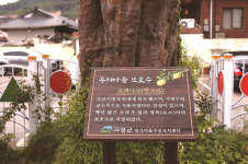 [한국의 보호수-①경상북도편] 고령 쾌빈리 모과나무(240)