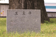 [한국의 보호수-①경상북도편] 성주 봉정리 은행나무(245)