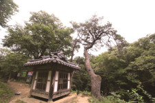 [한국의 보호수-①경상북도편] 성주 신계리 만귀정 소나무(247)