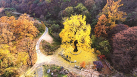 [한국의 보호수-①경상북도편] 칠곡 각산리 대흥사 은행나무(252)