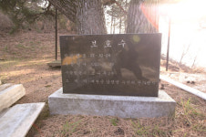 [한국의 보호수-①경상북도편] 예천 수한리 소나무(265)