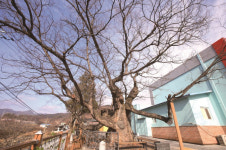 [한국의 보호수-①경상북도편] 예천 우곡리 느티나무(266)
