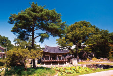 [한국의 보호수-①경상북도편] 봉화 거촌리 느티나무(272)