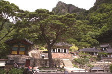 [한국의 보호수-①경상북도편] 봉화 북곡리 청량사 소나무(277)