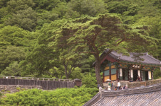[한국의 보호수-①경상북도편] 봉화 북곡리 청량사 소나무(277)