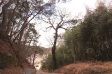[한국의 보호수-①경상북도편] 울진 신화리 굴참나무(293)