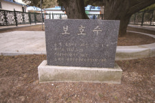 [한국의 보호수-①경상북도편] 울진 온양리 향나무(295)