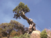 [한국의 보호수-①경상북도편] 울릉 도동리 향나무(300)