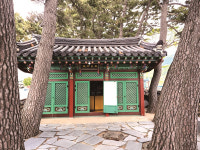 [한국의 보호수-①경상북도편] 울릉 태하리 곰솔(302)