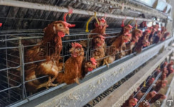 【공장식 축산을 고발한다①】 한국인의 소울푸드 정신병 걸린 닭튀김