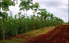 자연이 준 선물 케나프(Kenaf), 조사료 독립에 절대적...정부가 나서야