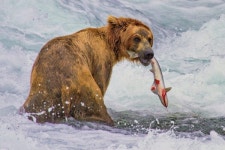 고향, 못 찾아? 안 찾아?... 온난화 때문에 회귀(回歸) 시기 헷갈리는 연어들