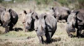 세계 최대 남아공 코뿔소 농장, 결국 NGO 단체가 인수