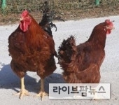 토종닭, 일반육계 보다 맛과 건강에 이로운 영양성분 풍부
