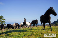 국산 승용마들, 8개월 방목 마치고 축사로…