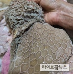 반추동물이 조사료 급이 없이 2년간 사육되었다면 과연 어떤 결과가 나왔을까?