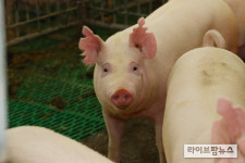 여름철 돈사 습도 50~60% 유지·사료 위생관리 신경써야