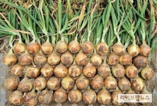 “이젠 다마내기 아닌, 양파만 팝니다”