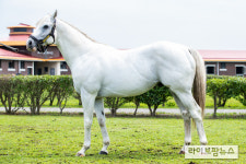 더러브렛 씨수말 민간 생산농가 교배지원 완료