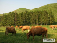 농협, 저능력 경산우 비육지원사업 추진