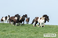 국내산 승용마, 봄기운 안고 힘찬 질주 