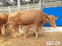 환절기땐 새끼돼지는 보온관리·송아지는 호흡기질병 예방 중요