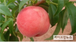 복숭아 신품종 ‘홍스타’, 극조생 경질 대과 품종