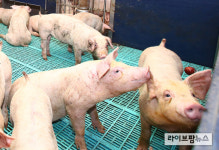 ‘삼겹살데이’ 코앞 이지만…한돈농가당 3천만원 손실