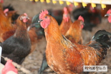 올해부터 ‘우리맛닭’ 분양 민간주도로 전환