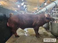 농진청, 유전능력 뛰어난 ‘한국형 씨돼지’ 9마리 선발