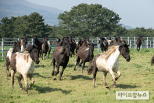 초지 향해 뛰어나오는 RDA승용마