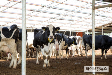 ‘우유’에 숨겨진 비밀…낙농산업이 가진 본질적인 특수성