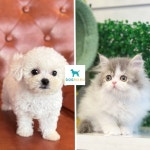 도그마루 보호소, 임시보호·파양 강아지 및 고양이 ‘분양가격 ZERO 캠페인’ 시행