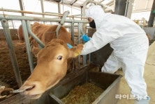 구제역 긴급 백신접종 신속 완료…조기 안정화 총력 대응