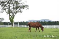 “한국 말산업의 메카” 개장 30주년 맞은 한국마사회 제주목장