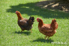 토종닭협회, ‘토종닭 종축등록기관’ 지정 확정