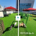도그마루, ‘강아지·고양이 입양 문화’와 책임 인식 바탕 입양 환경 제공