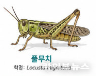 삼영식품원료공업(주) | 풀무치, 국내 10번째 식품원료 인정받아