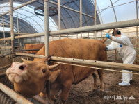 인천시, 폭염·집중호우 대응 가축 의료지원반 가동