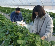 서부발전, 장애인 치유농장 산돌팜서 딸기 첫 수확