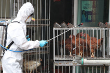 AI 검출지 안성·용인·여주 차단방역 등 조치 중... 고병원성 판정 3~5일 소요