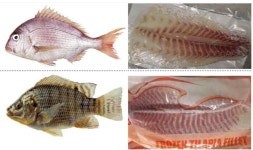 “도미 초밥인 줄 알았는데...값싼 수입산 민물어류로 만든 초밥이었다”