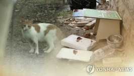 “캣맘, 냉동 창고 실외기에 급식소 만들어 수백만원 피해” 하소연